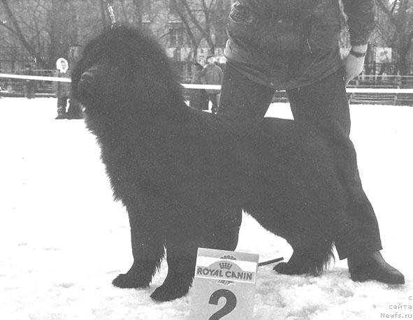 Фото: ньюфаундленд Центавр Мон из Золотого Треугольника