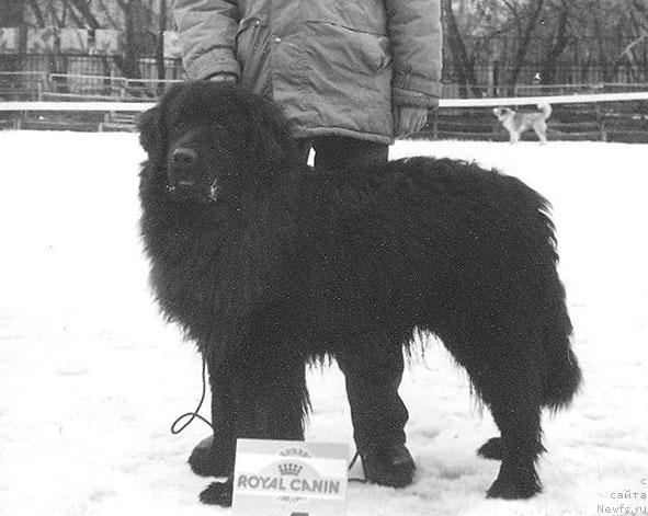 Фото: ньюфаундленд Ирвин Дигер