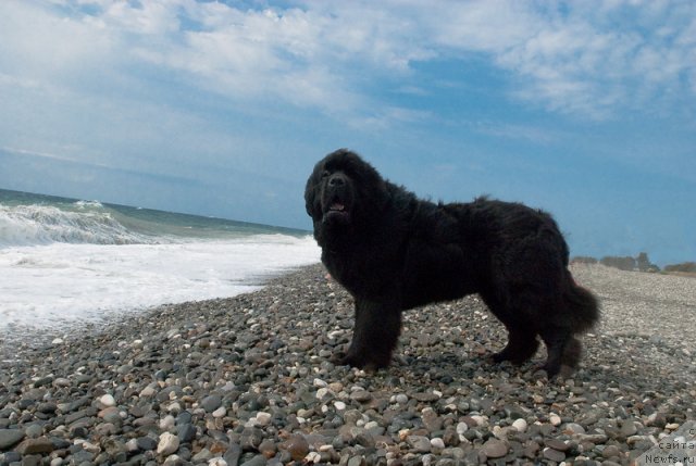 Фото: ньюфаундленд Kloofbears My Dream for Sent Djons