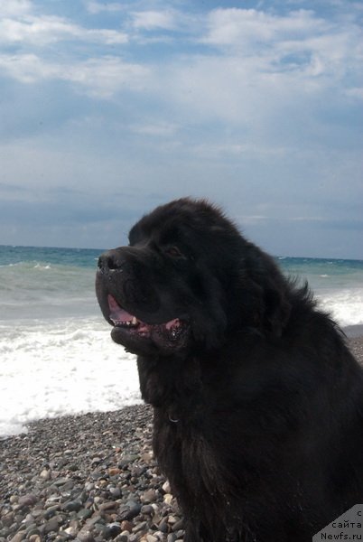 Фото: ньюфаундленд Kloofbears My Dream for Sent Djons