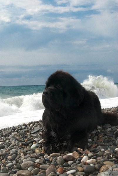 Фото: ньюфаундленд Kloofbears My Dream for Sent Djons