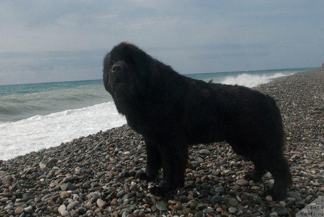 Фото: ньюфаундленд Kloofbears My Dream for Sent Djons