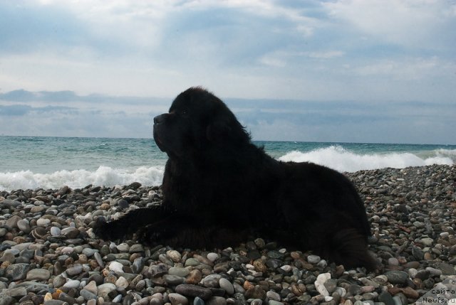 Фото: ньюфаундленд Kloofbears My Dream for Sent Djons