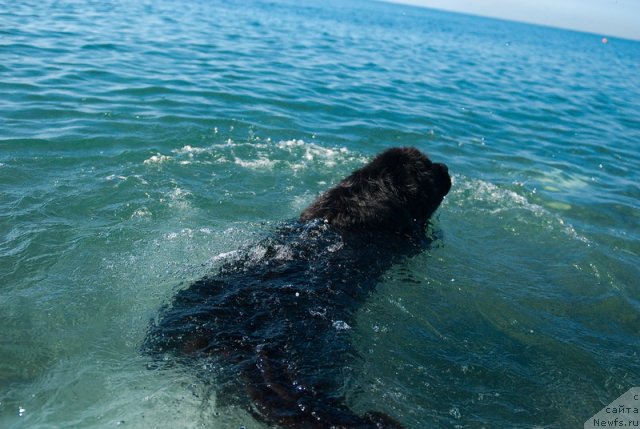 Фото: ньюфаундленд Kloofbears My Dream for Sent Djons