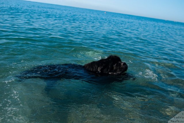 Фото: ньюфаундленд Kloofbears My Dream for Sent Djons