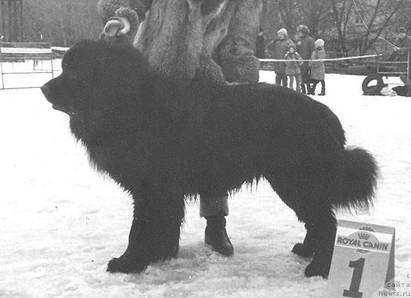 Фото: ньюфаундленд Нильс Аллор (Nils Allor)