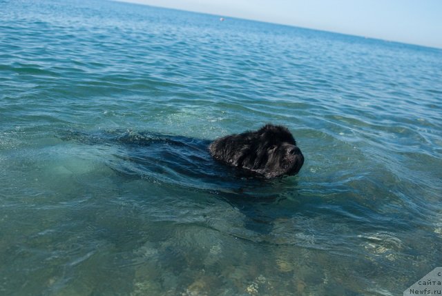 Фото: ньюфаундленд Kloofbears My Dream for Sent Djons