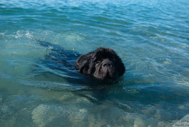 Фото: ньюфаундленд Kloofbears My Dream for Sent Djons