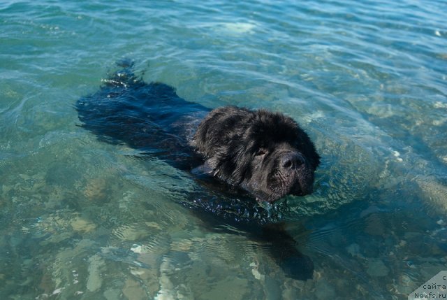 Фото: ньюфаундленд Kloofbears My Dream for Sent Djons