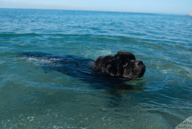 Фото: ньюфаундленд Kloofbears My Dream for Sent Djons