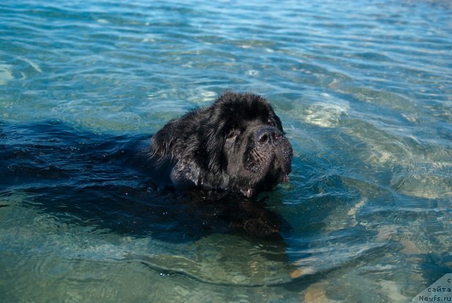 Фото: ньюфаундленд Kloofbears My Dream for Sent Djons