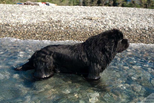 Фото: ньюфаундленд Kloofbears My Dream for Sent Djons