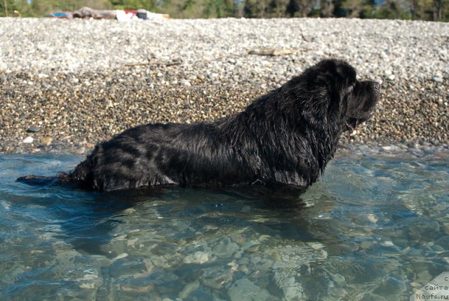 Фото: ньюфаундленд Kloofbears My Dream for Sent Djons