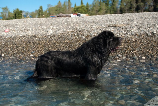 Фото: ньюфаундленд Kloofbears My Dream for Sent Djons