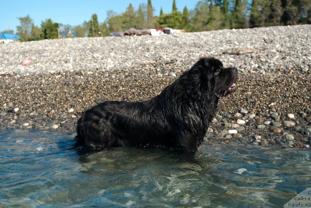 Фото: ньюфаундленд Kloofbears My Dream for Sent Djons