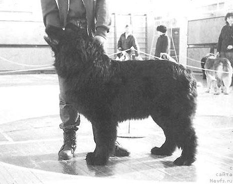 Фото: ньюфаундленд Роц Гуар вэ Джолли Роджер