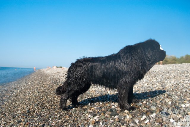 Фото: ньюфаундленд Kloofbears My Dream for Sent Djons