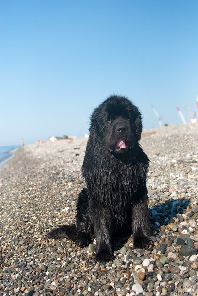 Фото: ньюфаундленд Kloofbears My Dream for Sent Djons