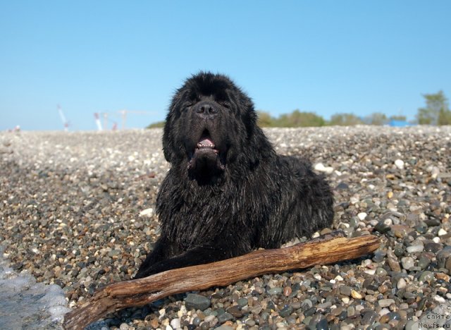 Фото: ньюфаундленд Kloofbears My Dream for Sent Djons