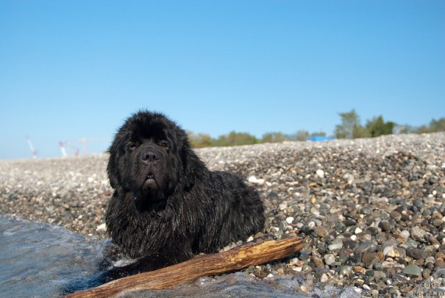 Фото: ньюфаундленд Kloofbears My Dream for Sent Djons