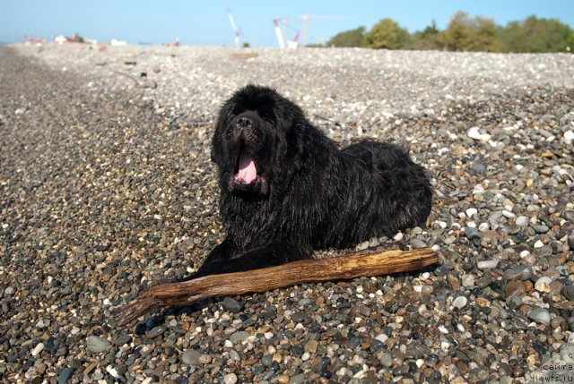 Фото: ньюфаундленд Kloofbears My Dream for Sent Djons