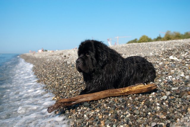 Фото: ньюфаундленд Kloofbears My Dream for Sent Djons