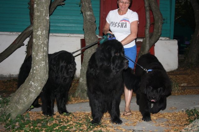 Фото: Елена Кузьмина, ньюфаундленд Fortuna of Giant's Island, ньюфаундленд Глория Гранд Блек, ньюфаундленд Бегущая по Волнам Зеро Коол