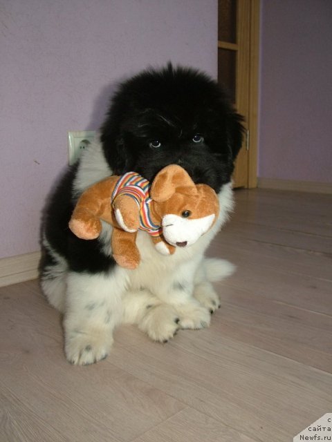 Фото: ньюфаундленд Питерньюф Ин Ит То Вин Ит