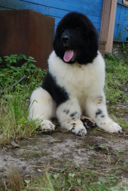 Фото: ньюфаундленд Питерньюф Ин Ит То Вин Ит