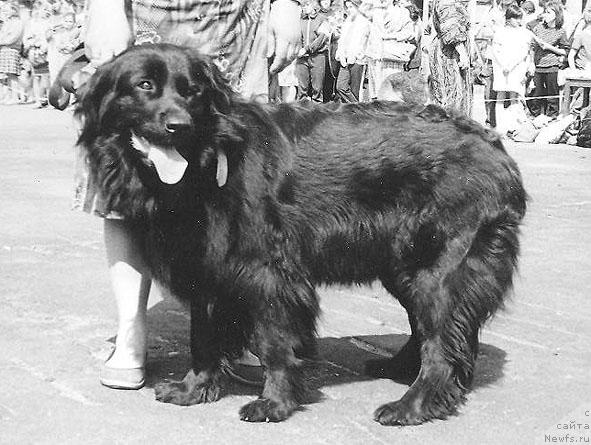 Фото: ньюфаундленд Радмила Жанесс
