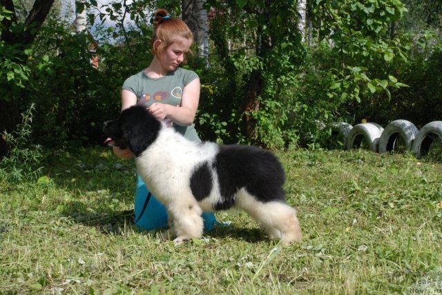 Фото: ньюфаундленд Питерньюф Ин Ит То Вин Ит