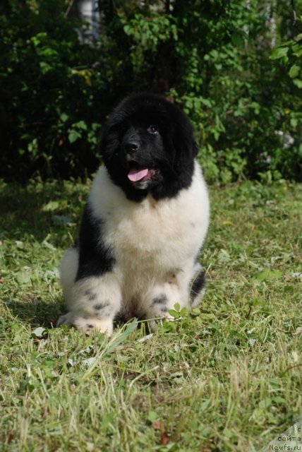 Фото: ньюфаундленд Питерньюф Ин Ит То Вин Ит