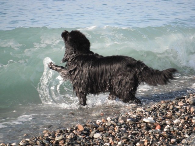 Фото: ньюфаундленд Дар Свезы Апельсинка-Мандаринка