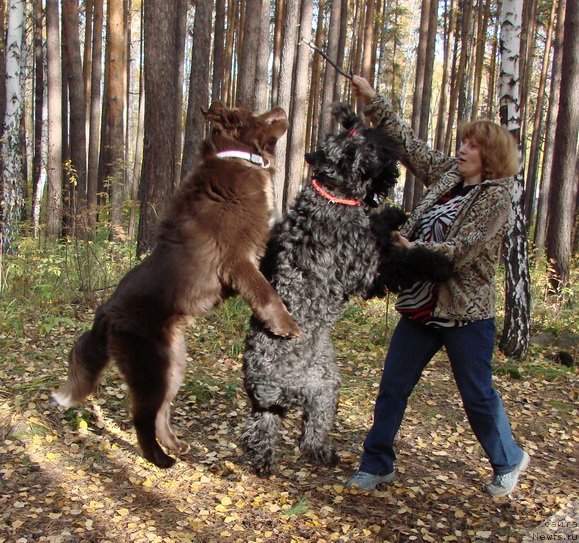 Фото: ньюфаундленд Обуш Шед Янтарный Поцелуй, черный терьер Блек Росси Феодора, Светлана Панченко