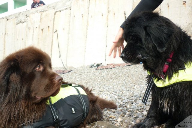 Фото: ньюфаундленд Фанньюф Ура Я с Вами, ньюфаундленд Смигар Жезелла де ля Розе