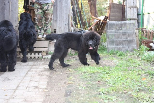 Фото: ньюфаундленд Бегущая по Волнам Зеро Коол