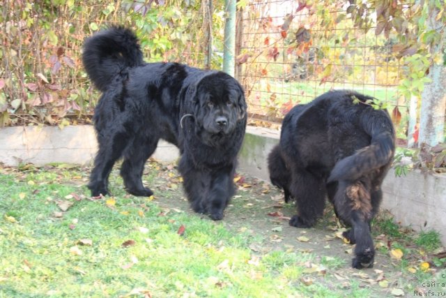 Фото: ньюфаундленд Глория Гранд Блек, ньюфаундленд Fortuna of Giant's Island