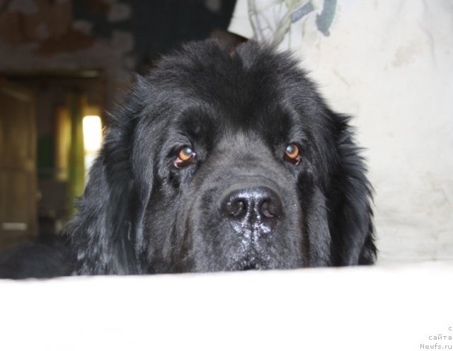 Фото: ньюфаундленд Гай Нью Спейс Престиж (Gay New Space Prestizh)