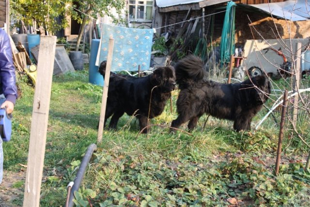 Фото: ньюфаундленд Дар Свезы Апельсинка-Мандаринка, ньюфаундленд Глория Гранд Блек