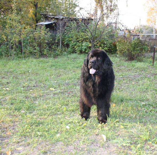 Фото: ньюфаундленд Гай Нью Спейс Престиж (Gay New Space Prestizh)