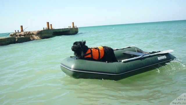 Фото: ньюфаундленд Талула Белл (Talula Bell)