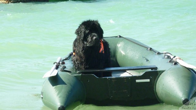 Фото: ньюфаундленд Талула Белл (Talula Bell)
