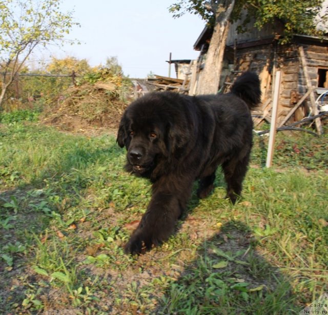 Фото: ньюфаундленд Гай Нью Спейс Престиж (Gay New Space Prestizh)