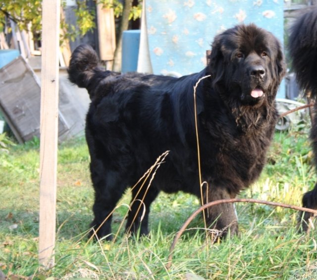 Фото: ньюфаундленд Дар Свезы Апельсинка-Мандаринка
