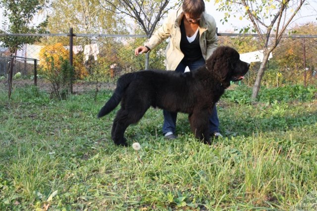 Фото: ньюфаундленд Бегущая по Волнам Зеро Коол