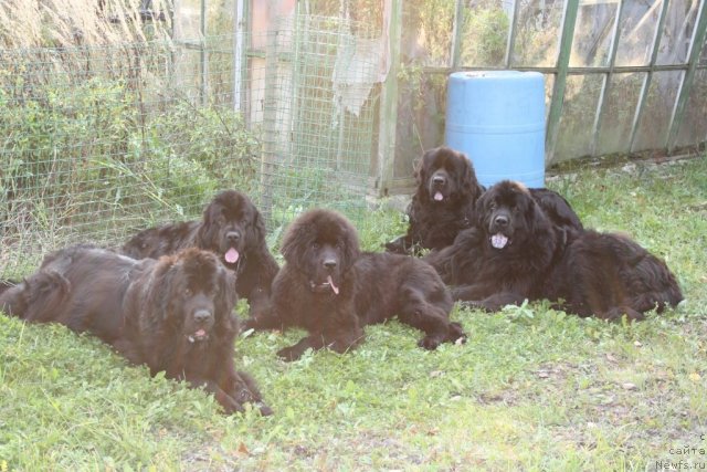 Фото: ньюфаундленд Глория Гранд Блек, ньюфаундленд Fortuna of Giant's Island, ньюфаундленд Бегущая по Волнам Зеро Коол, ньюфаундленд Дар Свезы Апельсинка-Мандаринка, ньюфаундленд Гай Нью Спейс Престиж (Gay New Space Prestizh)