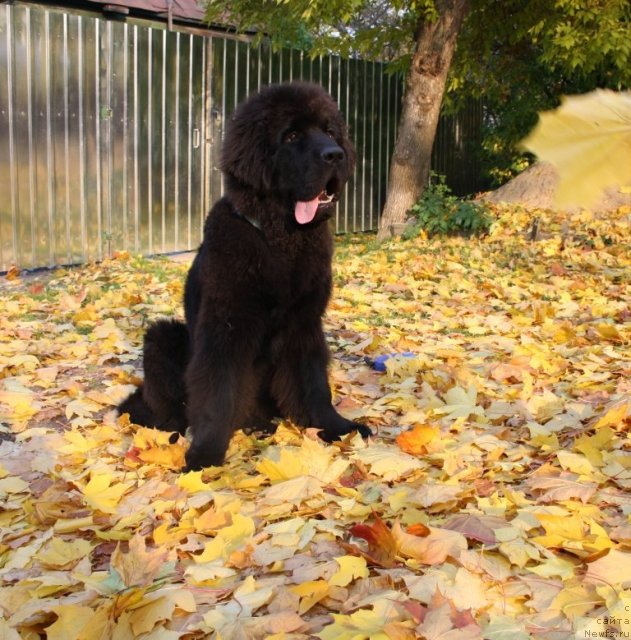 Фото: ньюфаундленд Бегущая по Волнам Зеро Коол