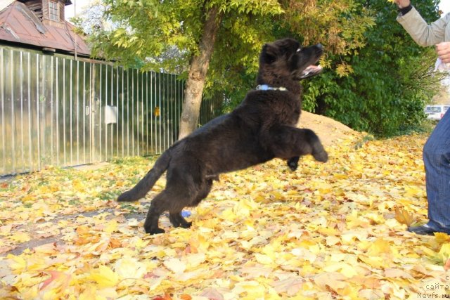 Фото: ньюфаундленд Бегущая по Волнам Зеро Коол