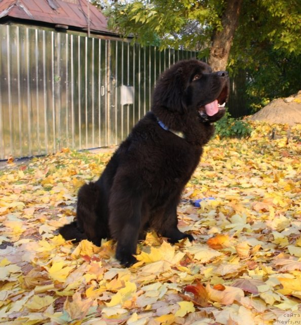 Фото: ньюфаундленд Бегущая по Волнам Зеро Коол