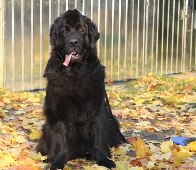 Фото: ньюфаундленд Глория Гранд Блек